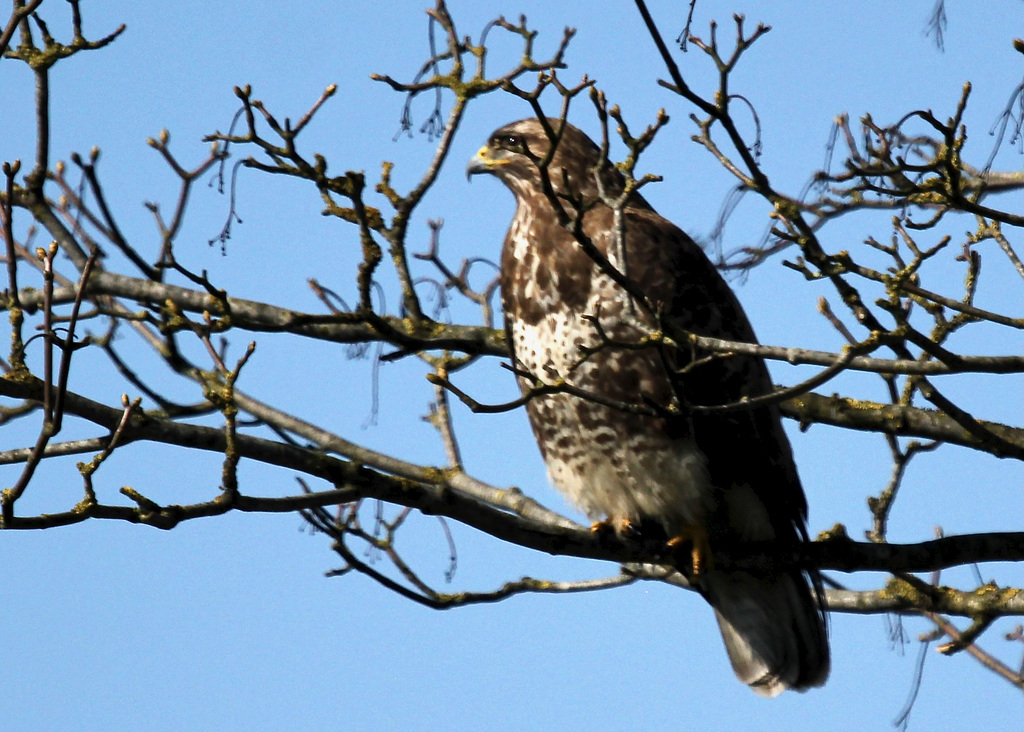 Bussard