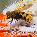 Hornissenschwebfliege