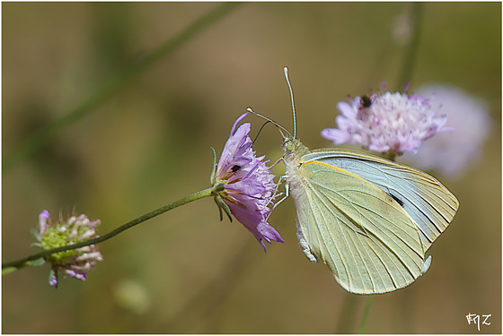 Piéride du chou (Pieris brassicae)