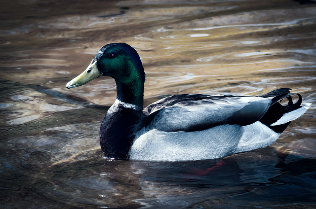 Duck Season