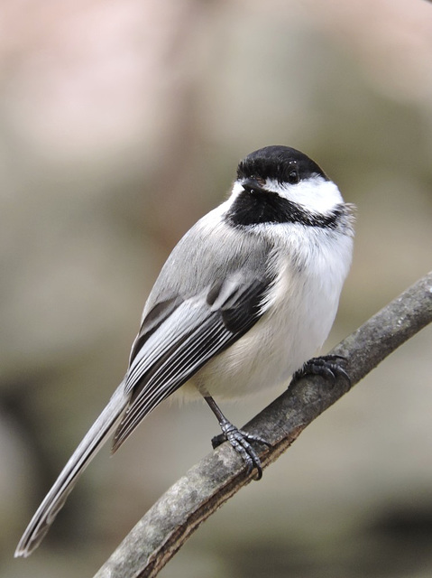 Black-capped Chickadee