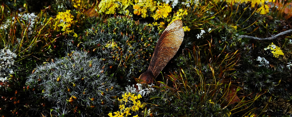 The Little World Of Moss And Lichen