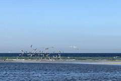 A Flock of Seagulls