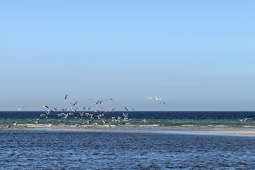 A Flock of Seagulls