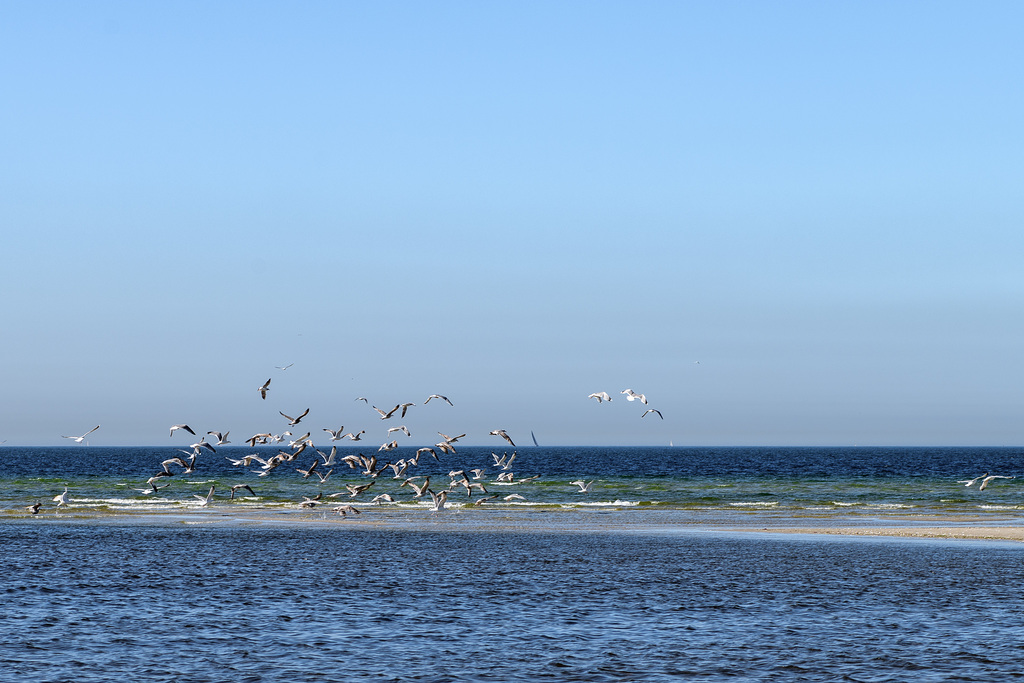 A Flock of Seagulls