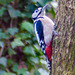 Woodpecker resting on a tree