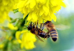 17. Dez. 2019!!! -  2 Bienen in den Blüten einer Mahonia Winter Sun