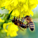 17. Dez. 2019!!! -  2 Bienen in den Blüten einer Mahonia Winter Sun