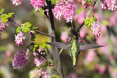 Pink flowers and Anna's hummingbird