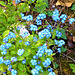 So many forget-me-nots are everywhere