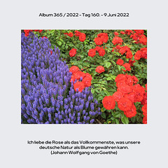 Album 365  2022 - Tag 160. - 9.Juni 2022