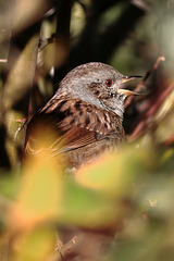 EOS 90D Peter Harriman 12 13 42 88016 dunnock dpp