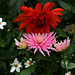 Copulation naturelle pour la future naissance d'une fleur hybride