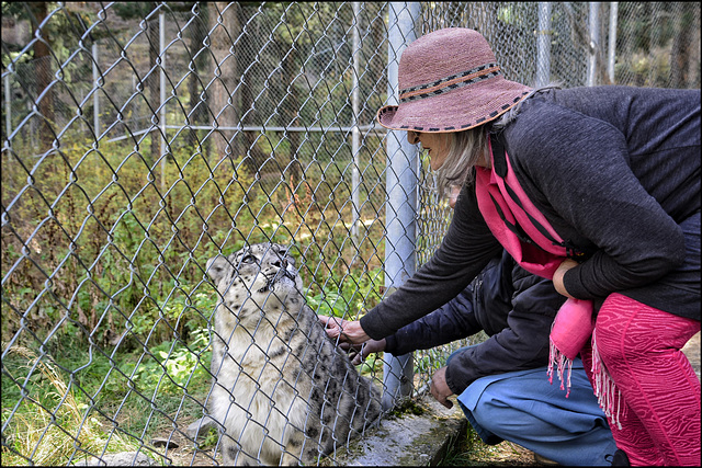 Stroking a snow leopard, Pakistan