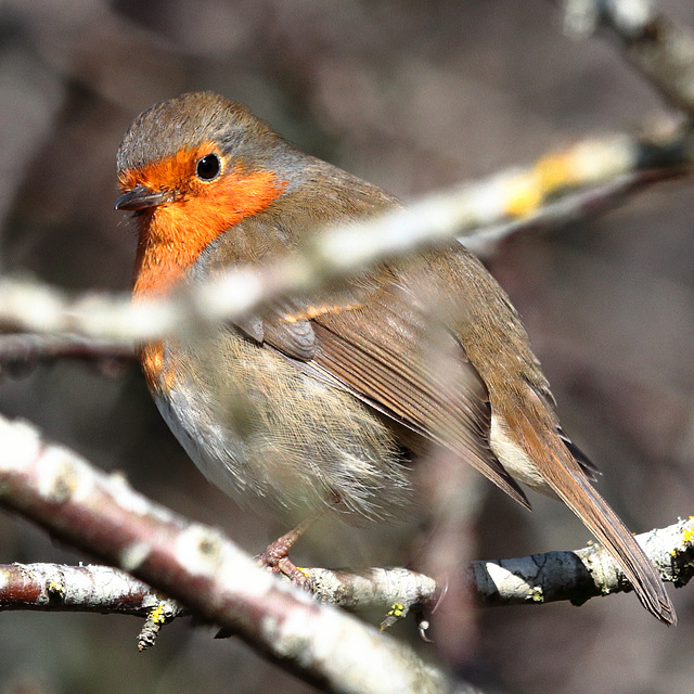 EOS 90D Peter Harriman 12 35 47 00812 robin dpp EOS 90D Peter Harriman 12 35 47 00812 robin dpp