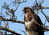 Bussard   (PiP)