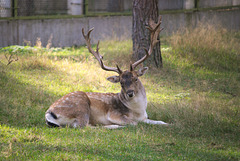 Der Hirsch im Białowieża-Urwald