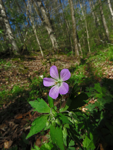 Wild Geranium aka Crane's Bill