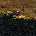 Red Grouse