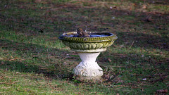 Song Thrush bathtime