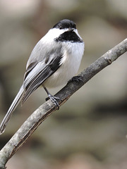 Black-capped Chickadee