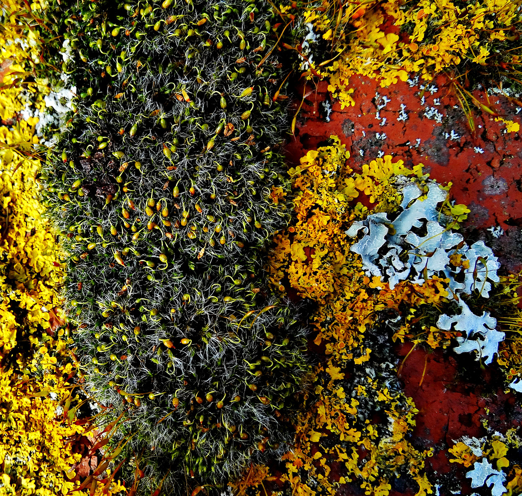 The Little World Of Moss And Lichen