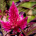 Silber-Brandschopf (Celosia argentea var plumosa)