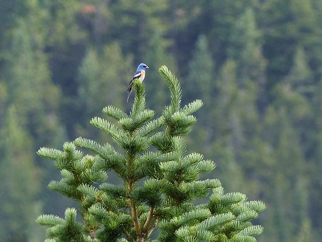 Lazuli Bunting