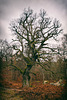 Forêt de Fontainebleau