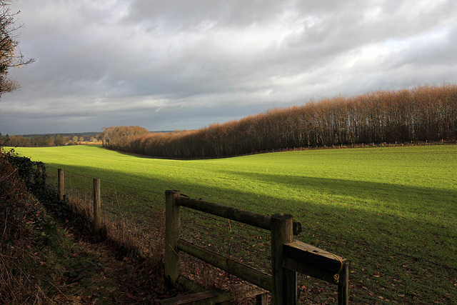 Shropshire shadows on New Year's Day