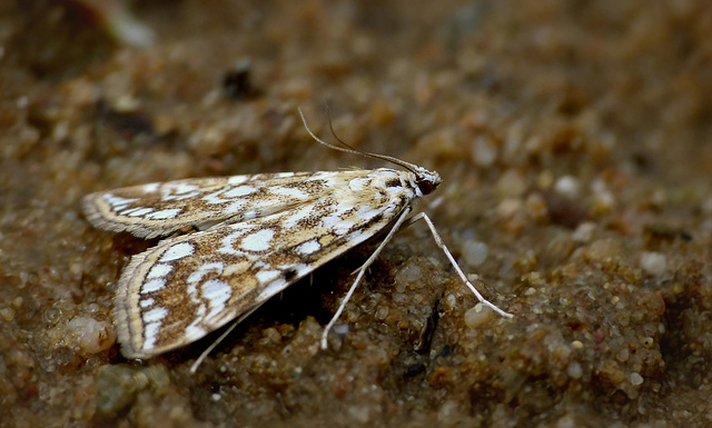 Brown China-mark ~ Waterleliemot (Elophila nymphaeata)...