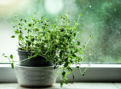 Thyme