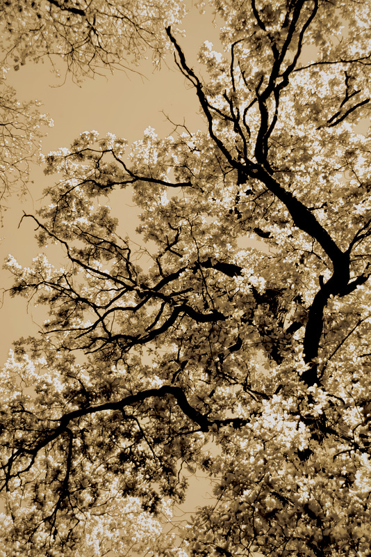 Enchanted Tree