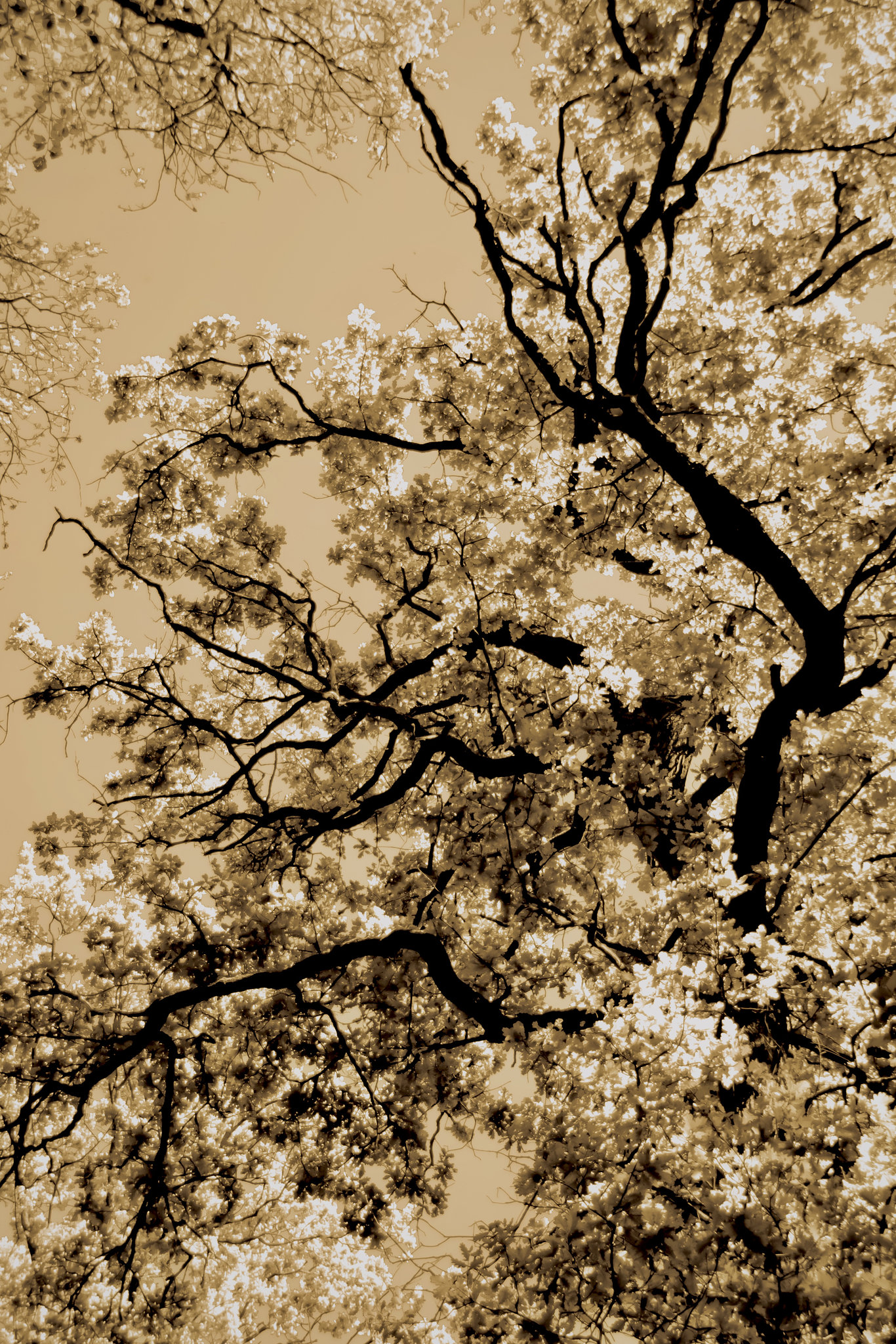 Enchanted Tree