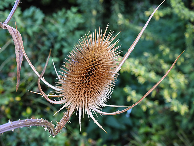 20220908 1704CPw [D~LIP] Wilde Karde (Dipsacus fullonum), UWZ, Bad Salzuflen