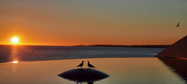 Seagulls at sunset