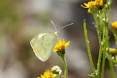 Kleiner Kohlweißling auf Gänsedistel - Small  white butterfly on sow thistle