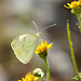 Kleiner Kohlweißling auf Gänsedistel - Small  white butterfly on sow thistle