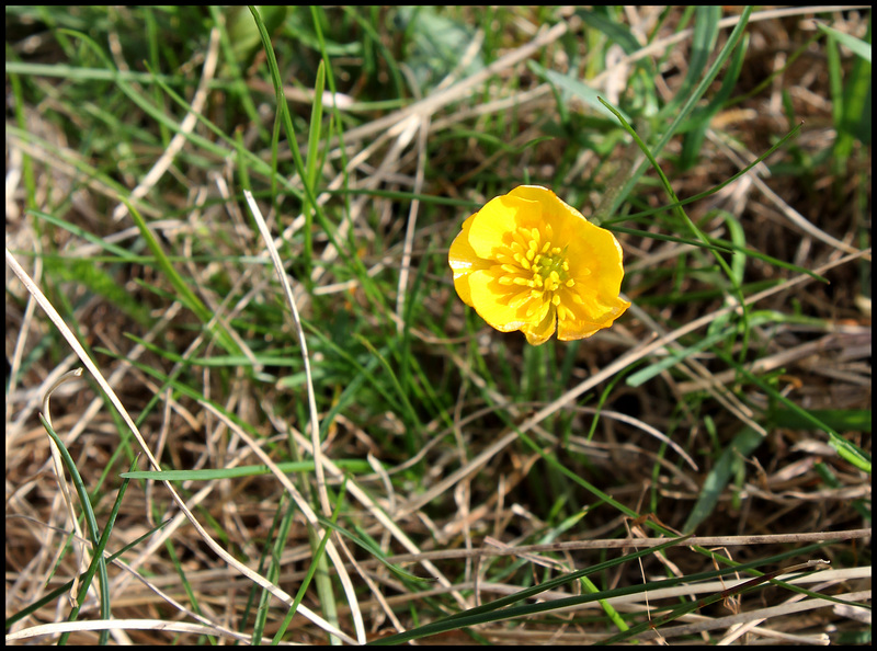Ranunculus auricomis (2)