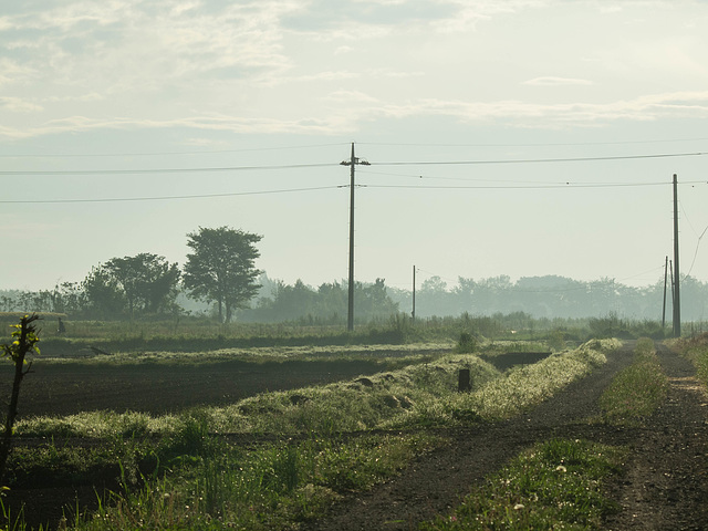 Fields covered with morning dew