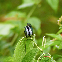 Black-throated Mango, Asa Wright, Trinidad