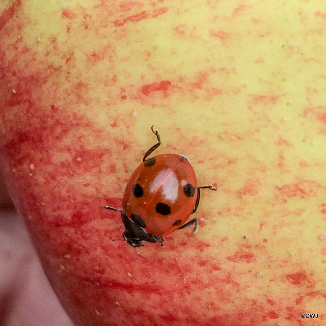 Ladybird exploring an apple