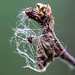 20110519 3118RMw [D~MI] Spinne, Großes Torfmoor, Hille