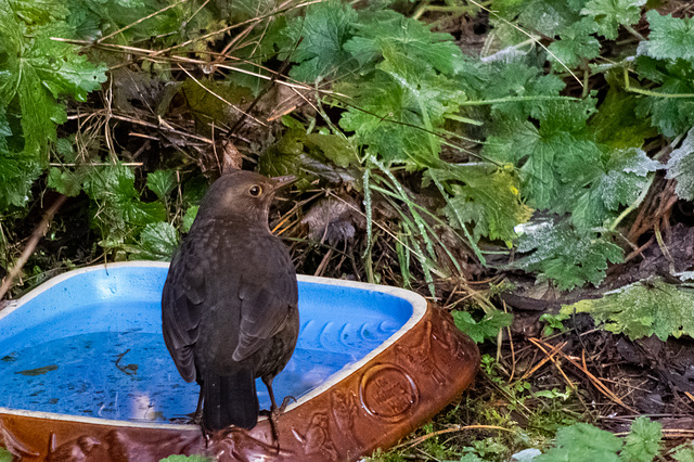 Blackbird (F) at blue birdbath