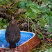 Blackbird (F) at blue birdbath
