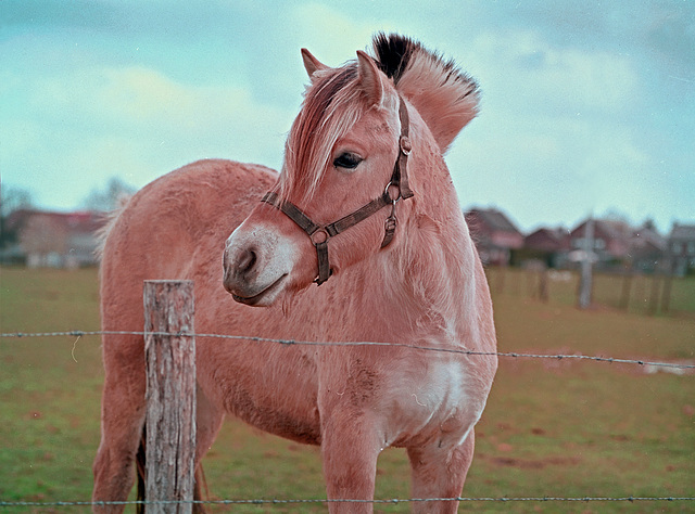 a little pony in the meadow !