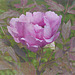 Paeonia