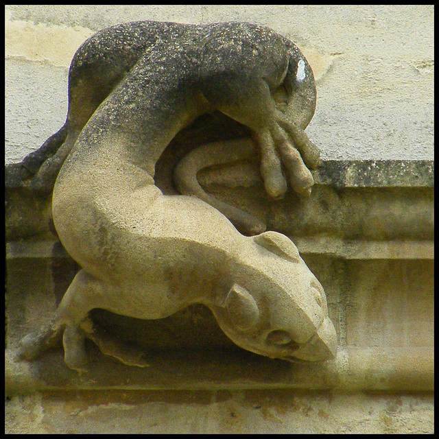 lizard grotesque