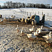 Down on the farm in Winter, North Yorkshire