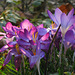 Viele leuchtende Blümchen